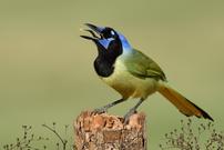 Green Jay<br />by Joe Smith